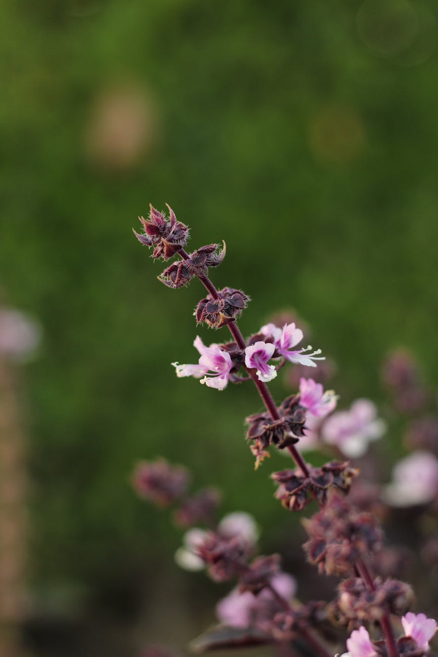 Adaptogenic Herbs for Stress &&nbsp;Energy