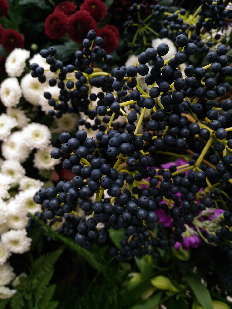 Best Immunity-Boosting Herbs &&nbsp;Foods